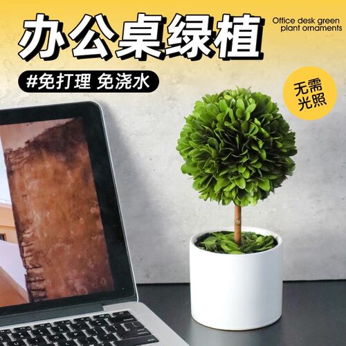 办公室桌面绿植小盆栽四季常青