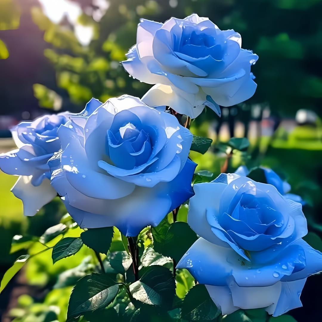 玫瑰苗四季开花老桩绿植阳台盆栽易活耐寒路易十四玫瑰花卉碎冰蓝