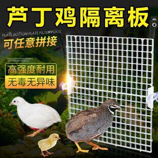 芦丁鸡隔离网防打架啄伤饲养箱分隔板小笼子亚克力神器宠物鸡分开