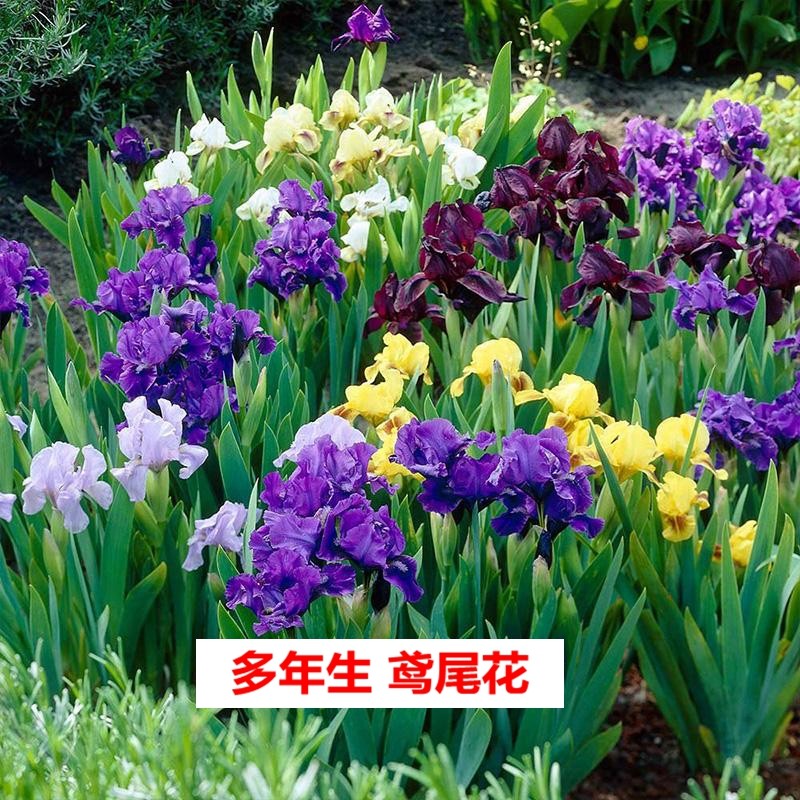 德国大花鸢尾花苗盆栽室内地栽庭院花卉庭院四季开花多年生植物花