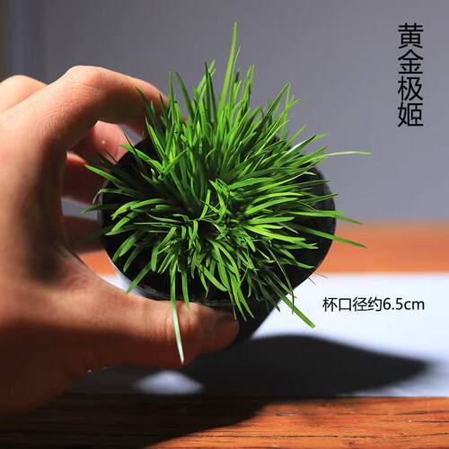 日本黄金姬菖蒲草 金钱 虎须 香苗 金凤凰 胧月龟池水培附石盆景