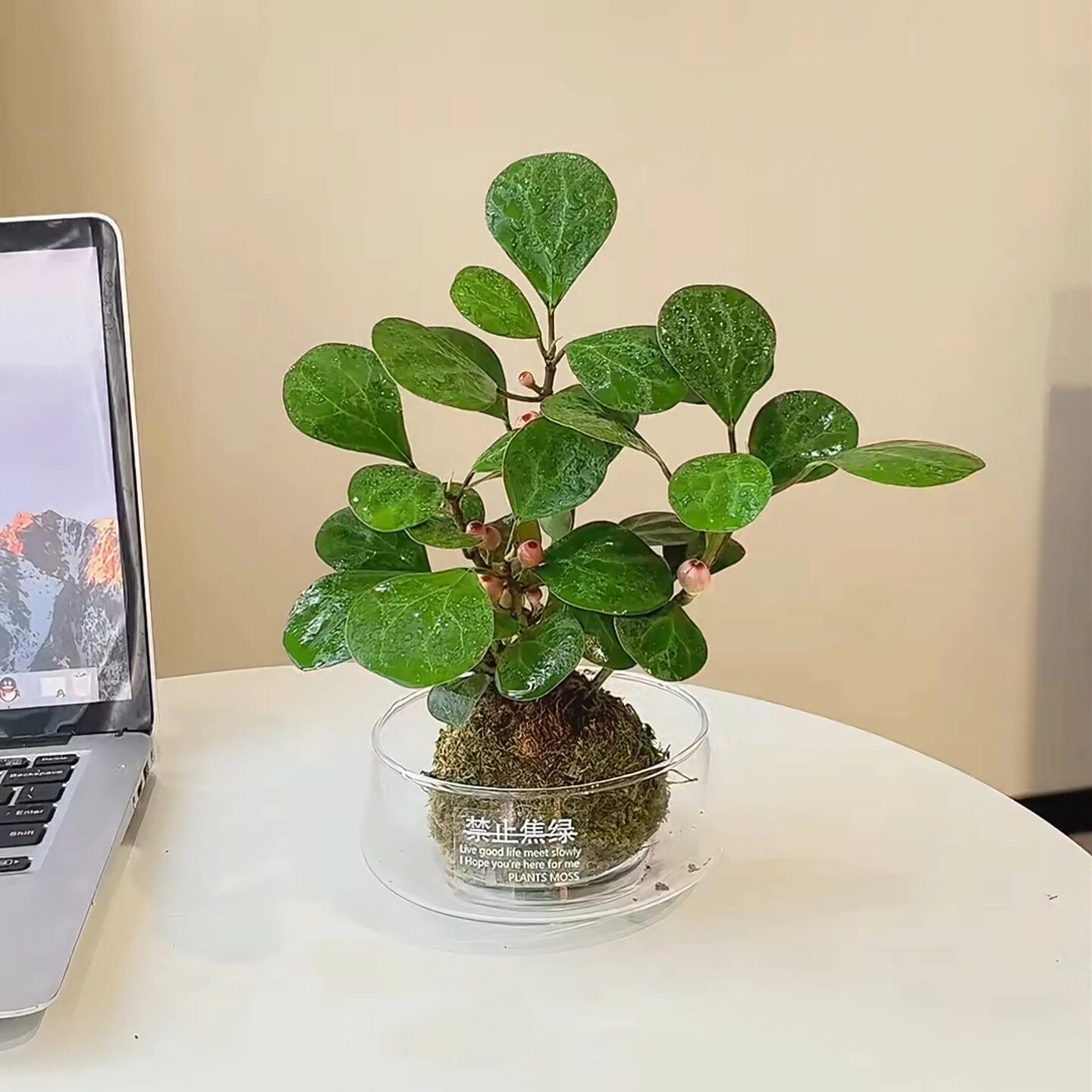 特价小盼菩提盆栽客厅绿植花卉懒人好养办公室内工位桌面花卉盆景