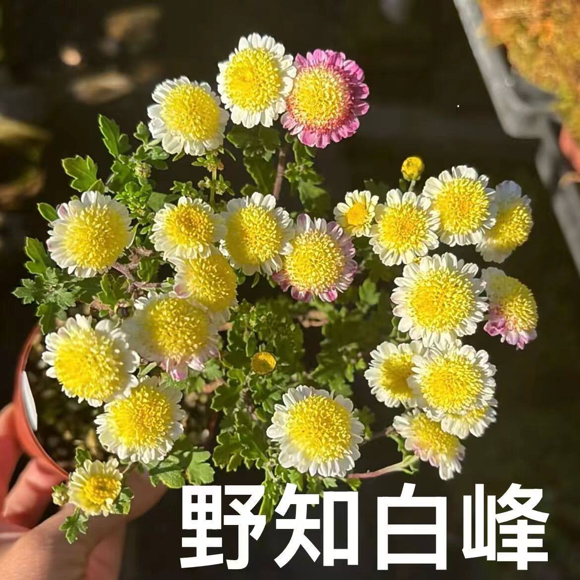 野知白峰 姬雅菊 日本盆景菊花 白色黄色 多年生耐热耐寒绿植盆栽