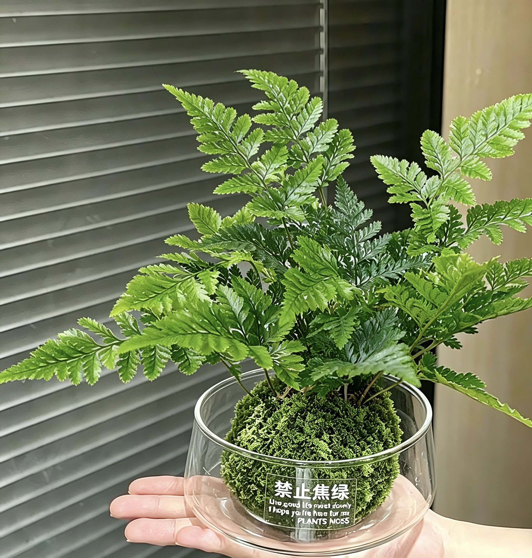 狼尾蕨类植物养不死盆栽苔藓绿植室内造景净化空气办公室办公桌