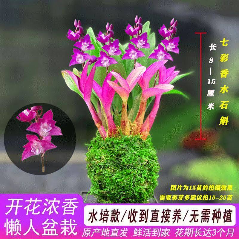 好养水培栽好绿植七彩石斛兰室内办公室阳台花卉盆栽夏冬季开花