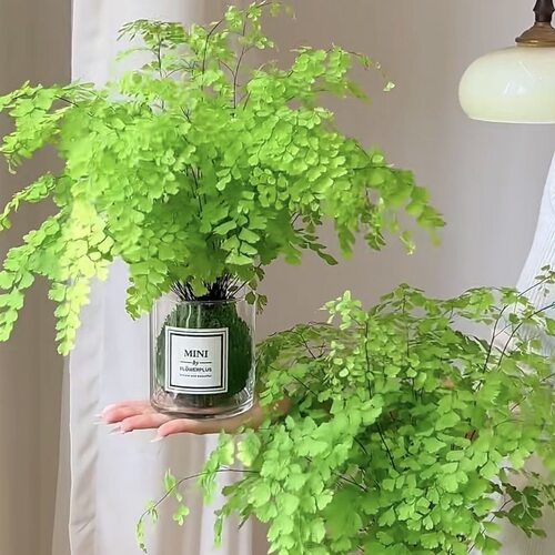 苔藓球铁线蕨盆栽居家室内客厅办公室蕨类绿植物盆景蕨类绿植水培