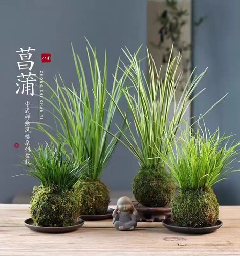 苔玉苔藓球金钱胧月菖蒲茶桌办公室禅意中式绿植盆栽水培净化空气