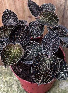 福建南靖品种 金线莲种苗 组培苗瓶苗 红霞 盆栽绿植厂家直供包邮