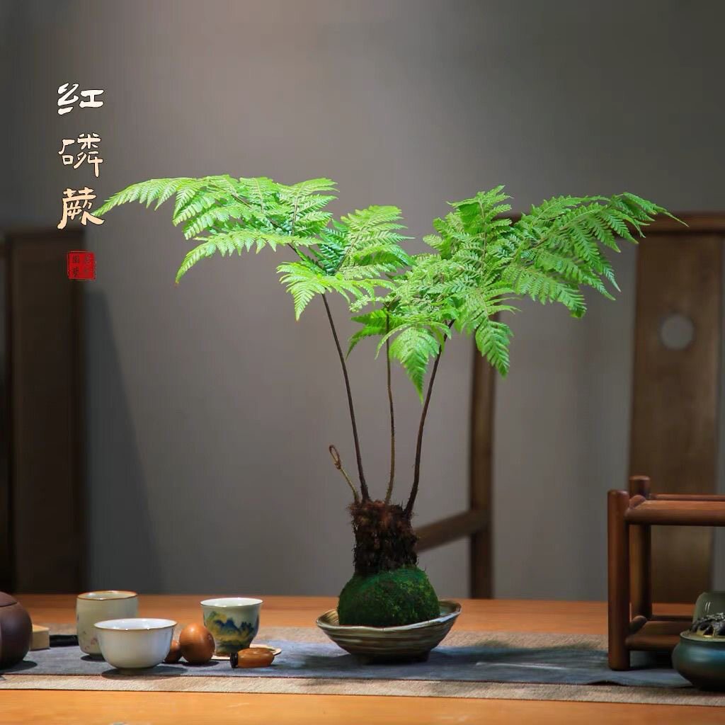 水培植物蕨类红磷蕨耐苔藓中式禅意盆景室内绿植蕨类植物盆栽老桩