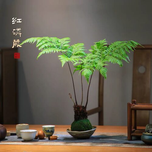 水培植物蕨类红磷蕨耐苔藓中式禅意盆景室内绿植蕨类植物盆栽老桩