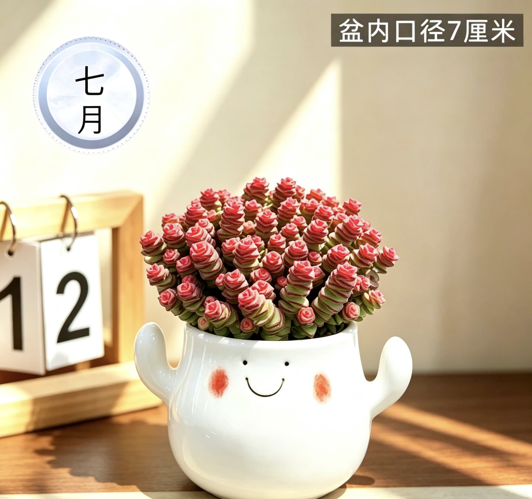 钱串子多肉植物室内盆栽花卉绿植旺宅钱多多大颗好养四季肉肉鲜花