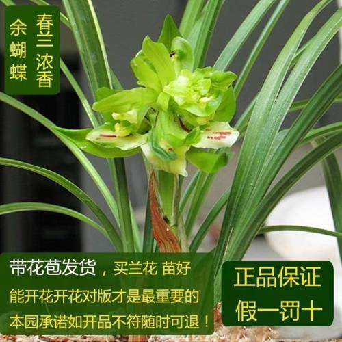 春兰奇花带花苞  【余蝴蝶】 细叶国兰奇花盆栽室内观花植物奇