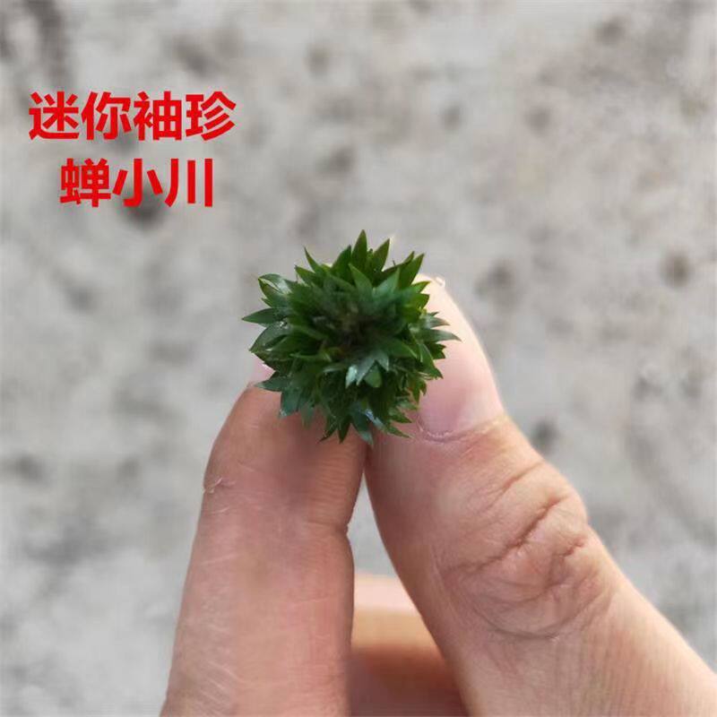 日本黄金姬菖蒲草 金钱 虎须 香苗 金凤凰 胧月龟池水培附石盆景