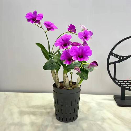 带现带多花发货 红泼墨石斛带花苞 水生兰花 室内盆栽花卉绿植