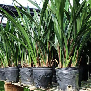 带花苞企黑墨兰兰花盆栽室内客厅阳台兰花苗宽叶兰花四季常青