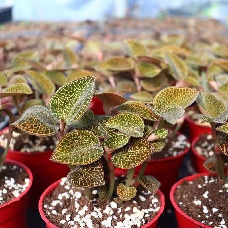 金线莲盆景草种苗绿植观赏盆栽办公室植物南靖土楼特产