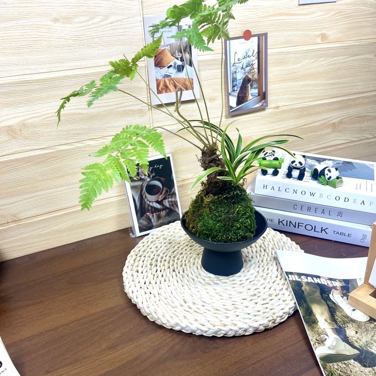 水培组合蕨类红磷蕨耐苔藓中式禅意盆景室内绿植蕨类植物盆栽老桩