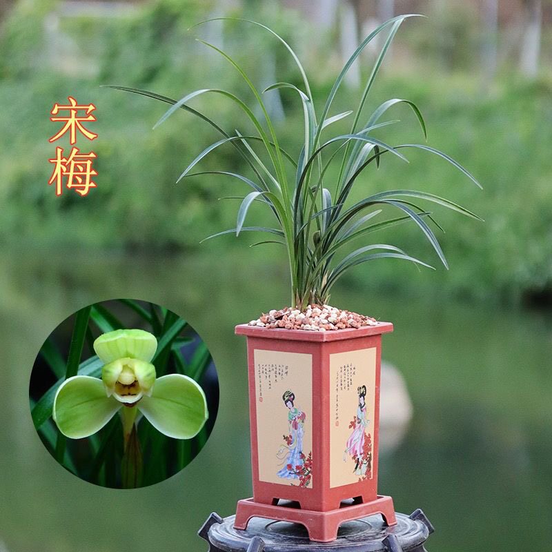 清仓价冬带花苞 兰花苗 宋梅老八种春兰浓香型兰花室内客厅阳台