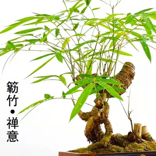 包养活青皮带芽簕竹老桩小叶勒竹禅意室内绿植盆栽好养办公室书房