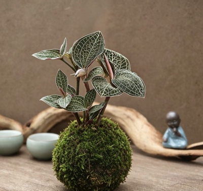 苔藓球新品金线莲盆景草种苗绿植观赏盆栽办公室植物南靖土楼特产