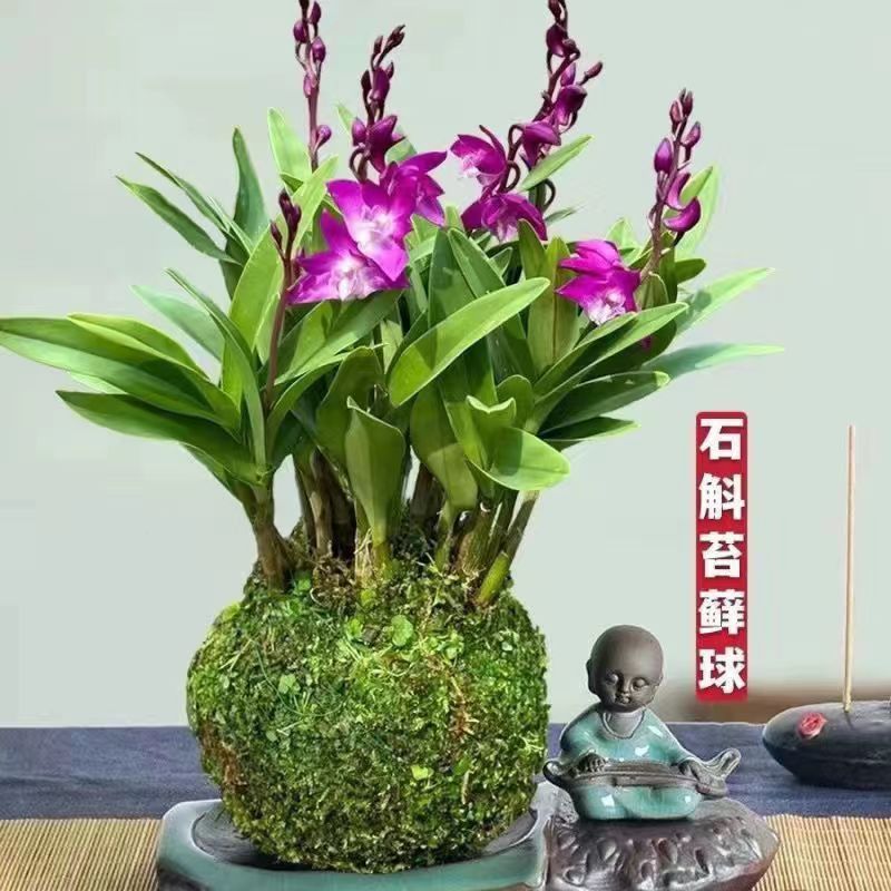 带花苞澳洲香水石斛兰