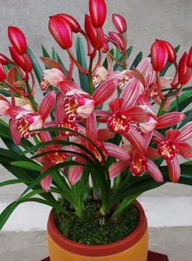 兰花花苞浓香浓香型盆栽 状元红 建兰好养室内花卉高档绿植养易活