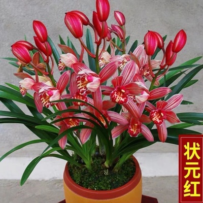 兰花花苞浓香浓香型盆栽 状元红 建兰好养室内花卉高档绿植养易活