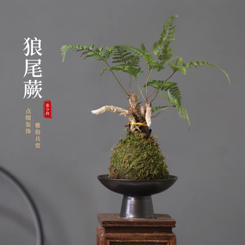 狼尾蕨苔藓球水培植物室内绿植造景净化空气盆吸甲醛防辐射办公室