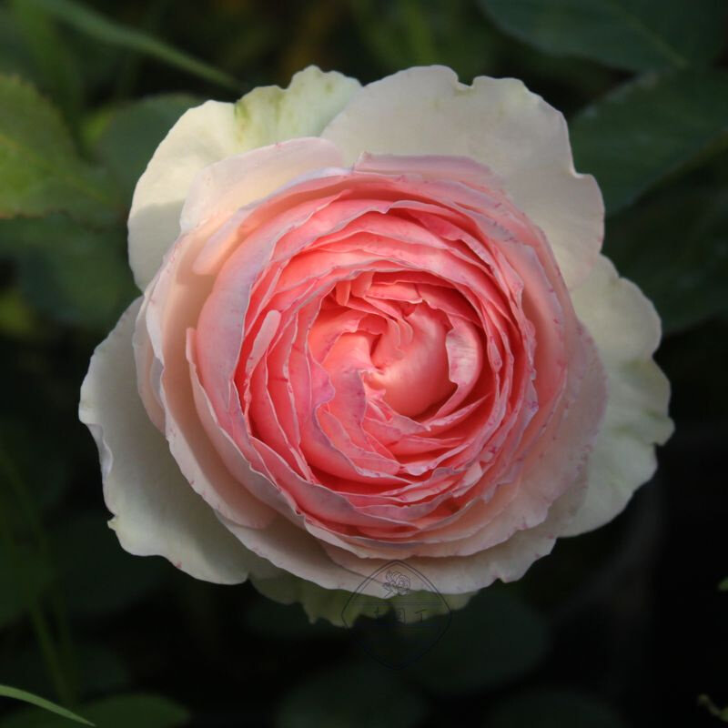 新品绿园美植 | 粉色龙沙宝石 经典藤本月季耐开庭院花墙拱门爬藤