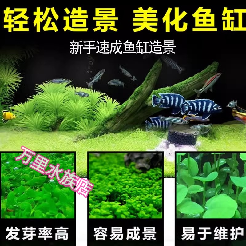 水草种子水族生态增氧造景免洗水族四季种植鱼缸小型家用小对叶