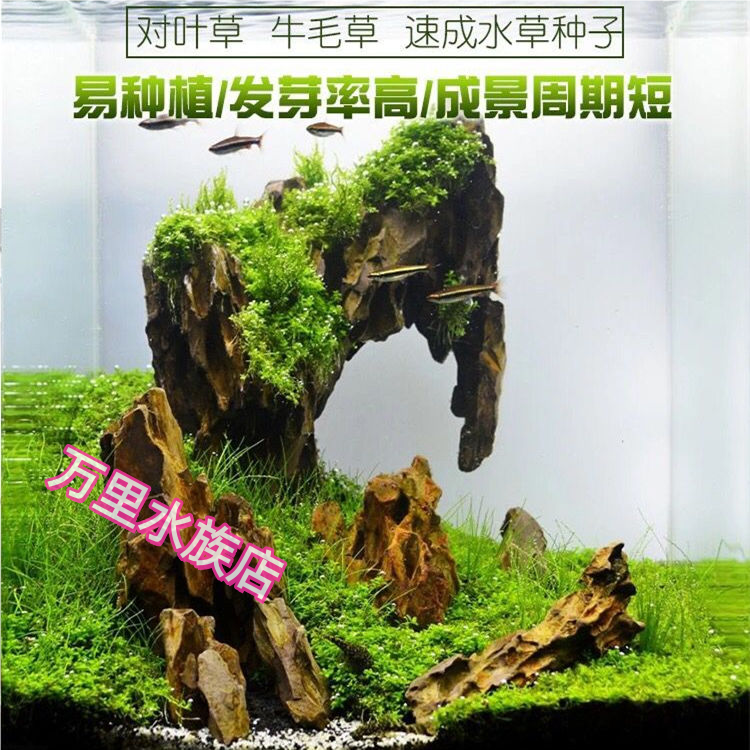 生态玻璃鱼缸小型乌龟缸水草种子籽植物真草造景桌面客厅家用装饰