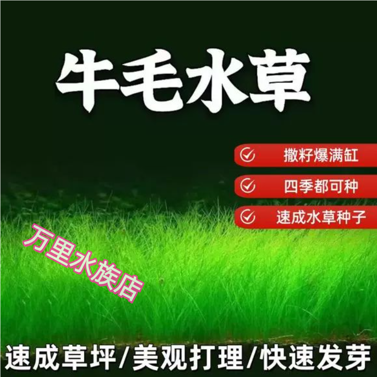 鱼缸水草种子生态玻璃瓶造景套餐植物种籽孑水培阴性真草盆栽装饰