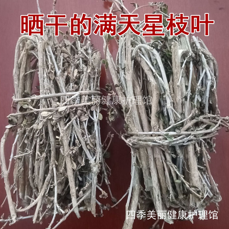 满天星枝叶晒干 白马骨鸡骨头草