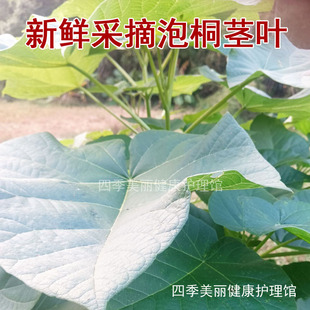 泡桐树叶片新鲜采摘 宽大呈心形 玄参科泡桐属可作饲料和有机肥料