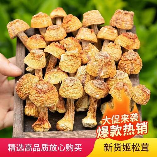 姬松茸无熏硫完整不碎云南特产