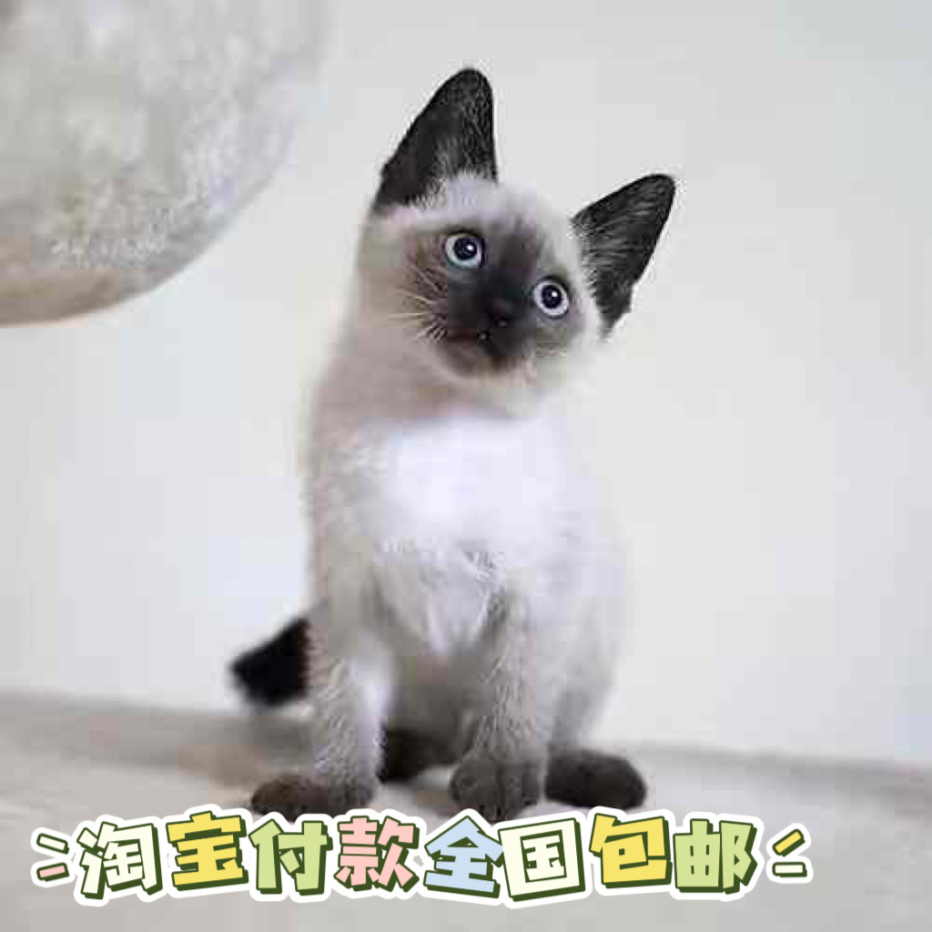 纯种暹罗猫幼猫短毛不掉毛猫咪小型宠物猫