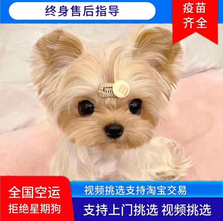 约克夏幼犬训狗教程纯种活体犬宠物狗衣服训练