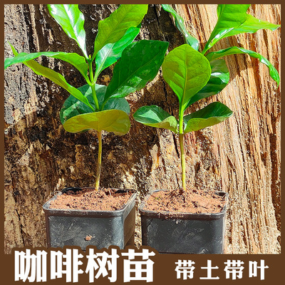 云南普洱萨奇姆巴天槐夏咖啡豆品种小苗卡蒂姆咖啡苗木观赏种植