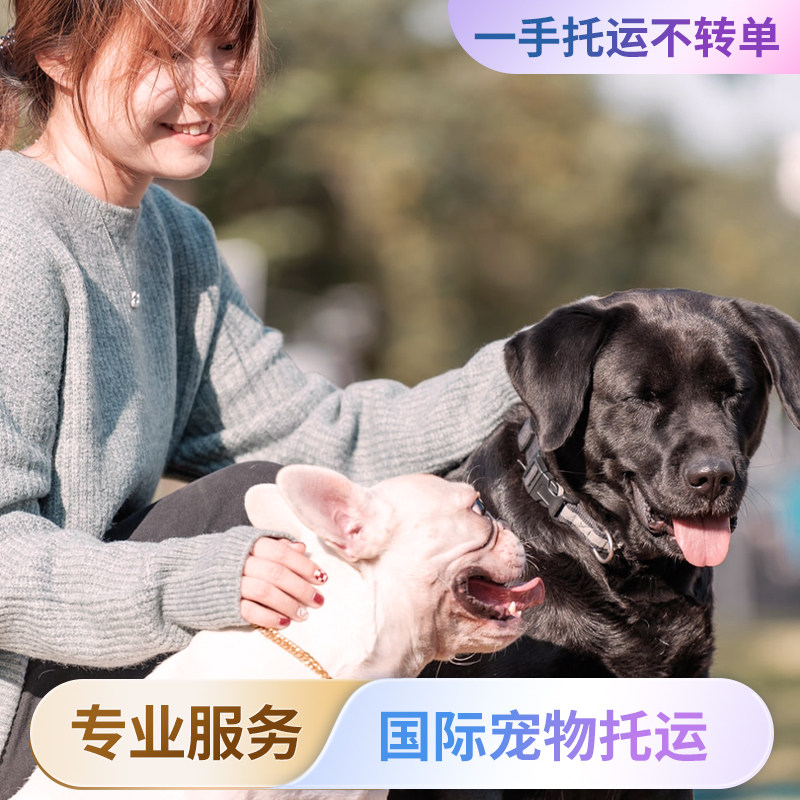 宠物托运诚信服务猫猫狗狗航空专车托运随机出国文件回国清关转运