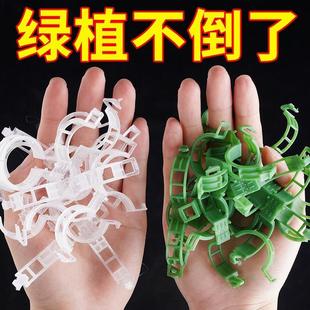 fruit tree fixation Green vegetable and clips fru plant