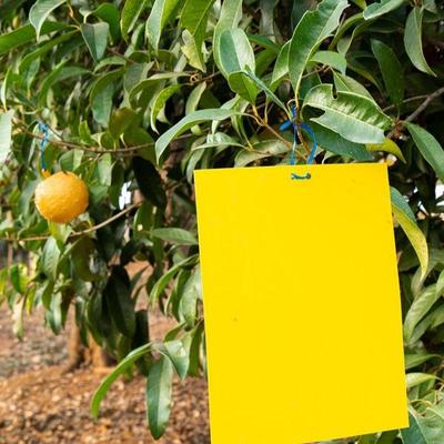 Yellow Sticky Trap, Double-Sided Insect Adhesive Board for G