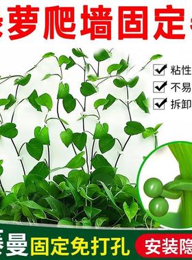 Green vine climbing tool, plant vine fixator, green plant cl