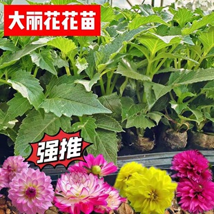 云南矮杆大丽花小苗开花机器盆栽易种活室内室外庭院花卉观花植物