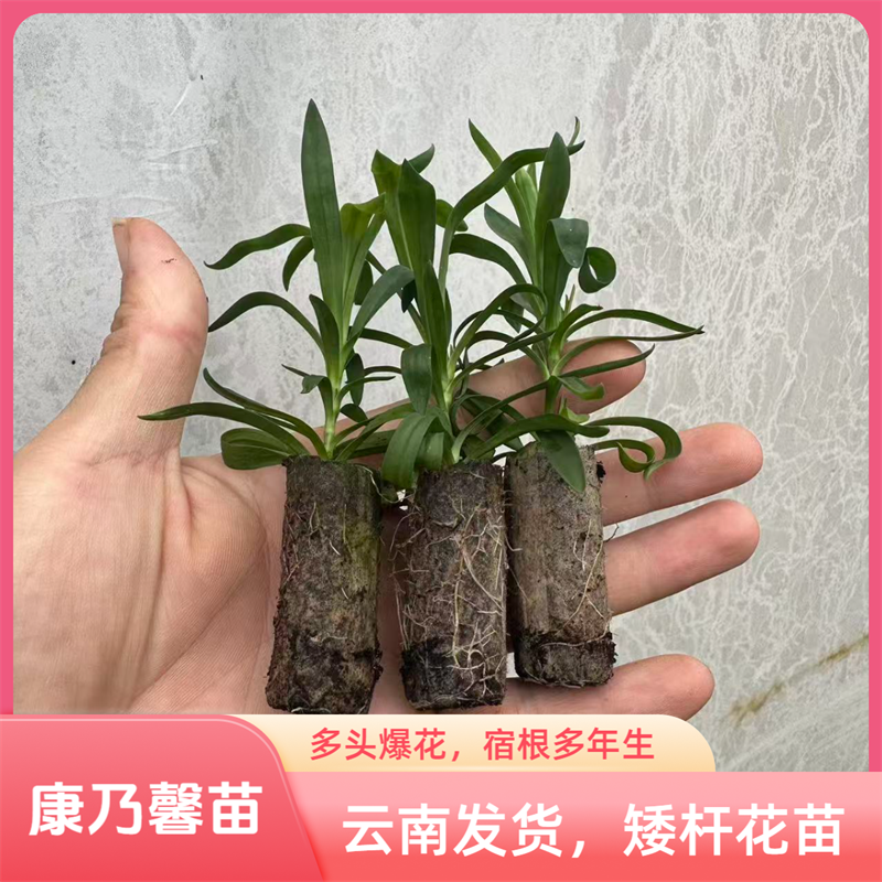 云南矮杆多头重瓣康乃馨花苗多年生石竹庭院盆栽耐寒绿植母亲花卉