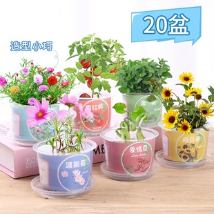 儿童种植小盆栽学生植物草莓向日葵太阳花盆栽观察植物生长盆栽