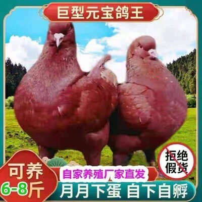 纯种元宝鸽子一公一母大体鸽子观赏种鸽一对巨型活物肉鸽 可养8斤