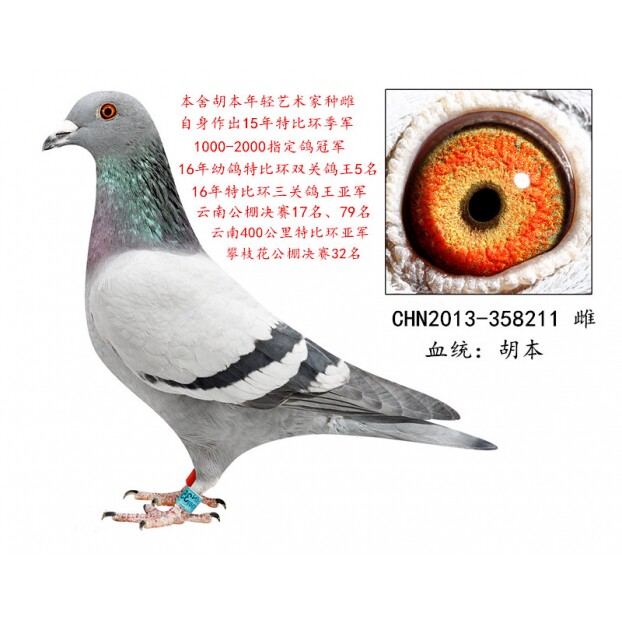 鸟类活体/信鸽/赛鸽/活体鸟/天落鸽/詹森鸽/血统鸽/成绩鸽子种鸽