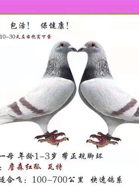 信鸽成绩鸽 种鸽 公棚天落鸟 大特比 迟归 鸟活体 大鼻子 杨阿腾