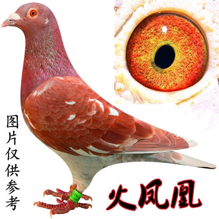 鸽子活体一对瓦灰麒麟花红雨点成