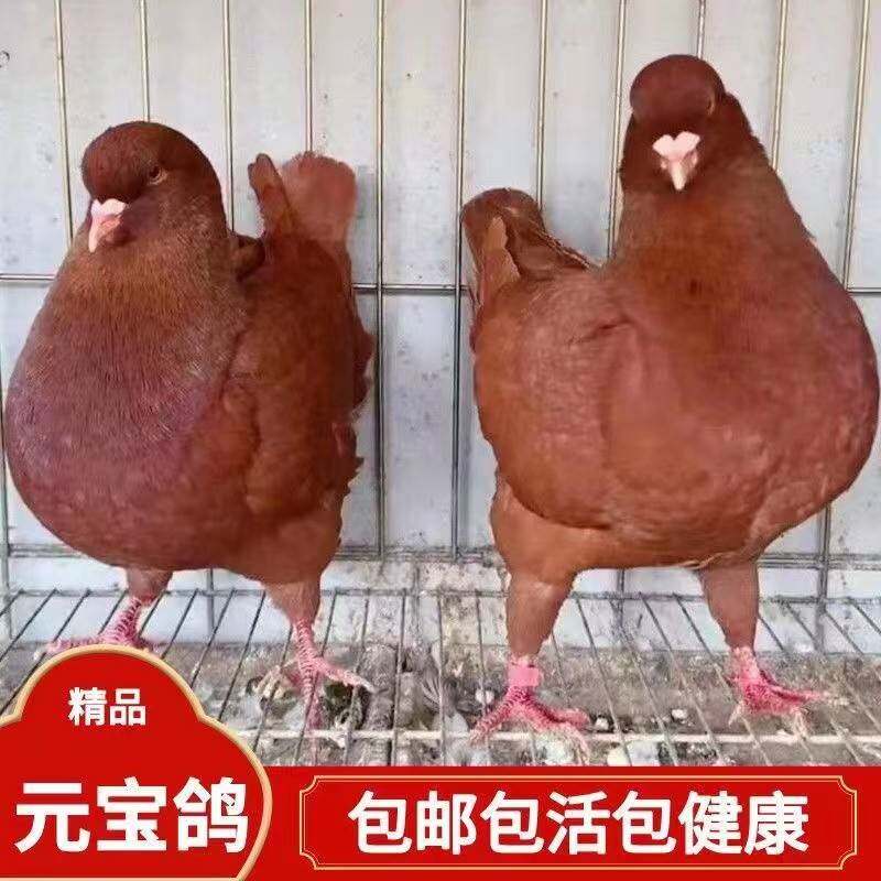 红色元宝鸽子活体一对青年鸽观赏